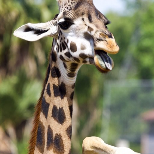 Giraffe